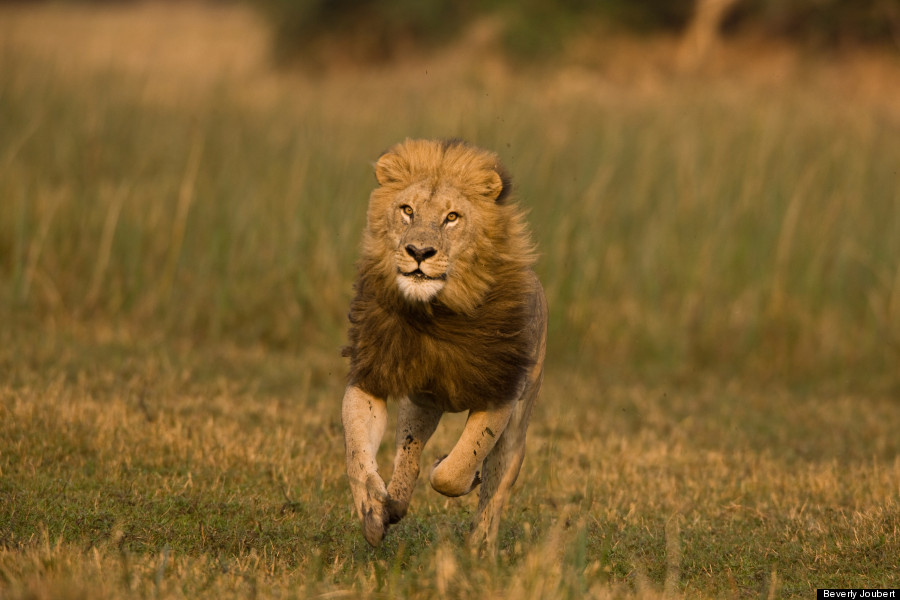 Lion Running Wallpaper A Mature Male Runs In And