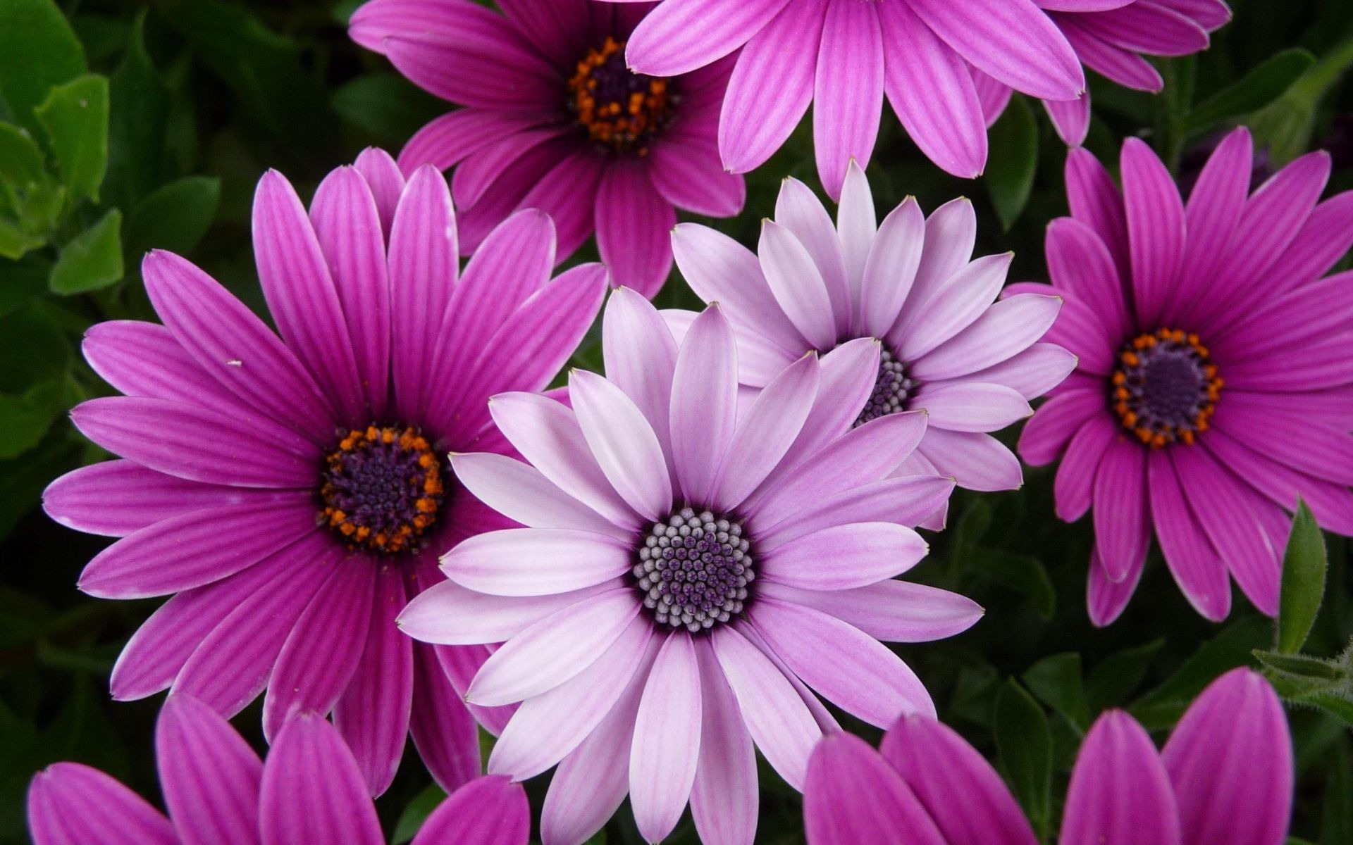 Flowers Wallpaper Purple Pink