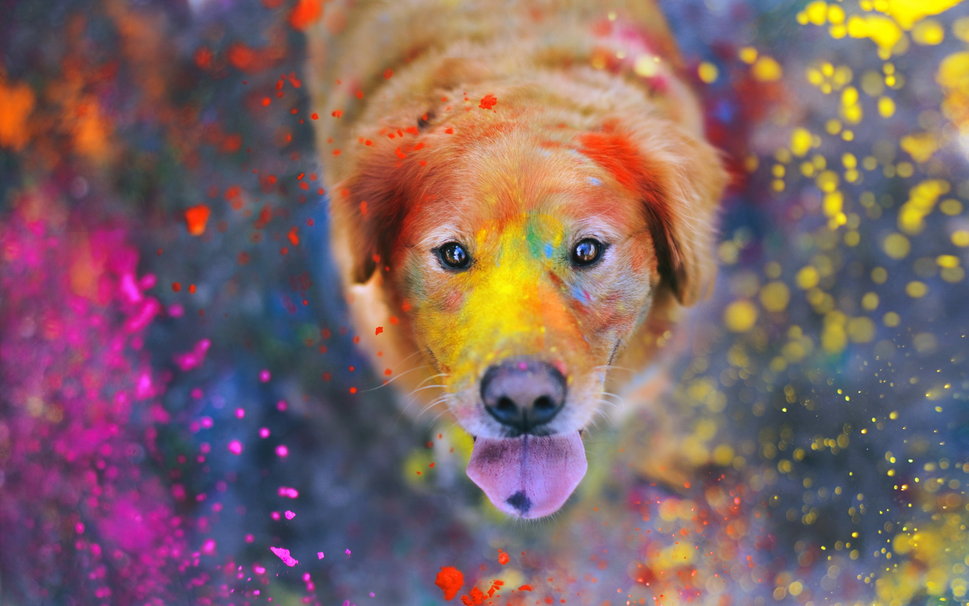 The Explosion Of Colors Dog Paint Wallpaper