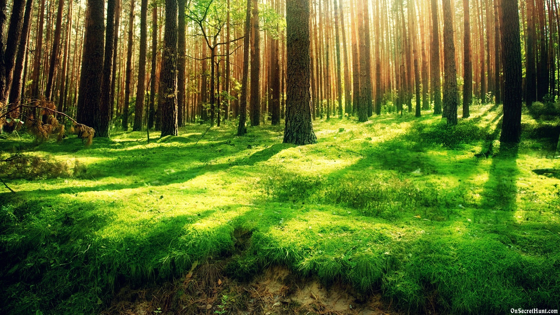 Sunlit Forest Floor Covered in Moss