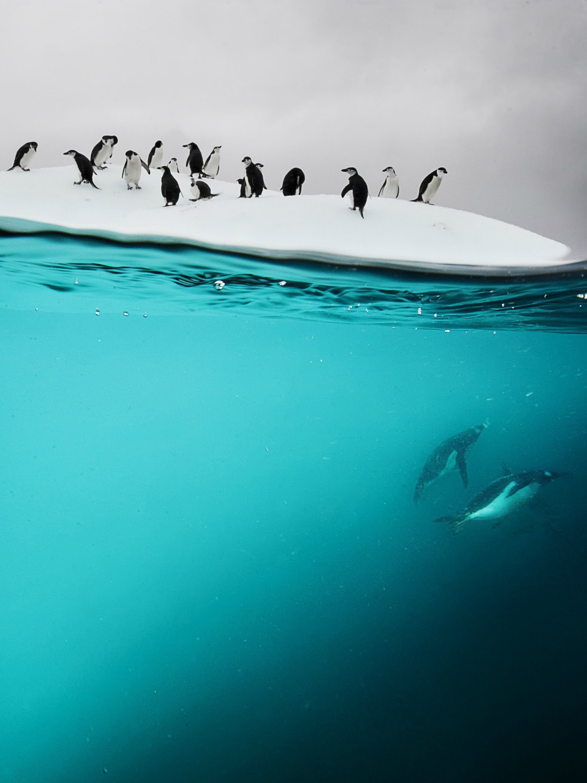 Penguins Ice Water 3d Android Wallpaper