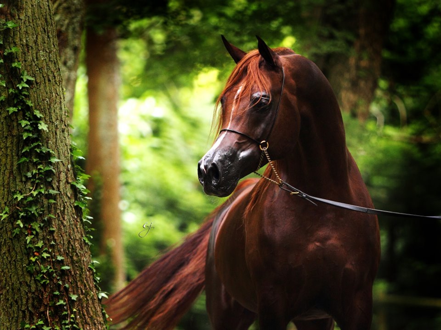 quarter horse with white background pictures