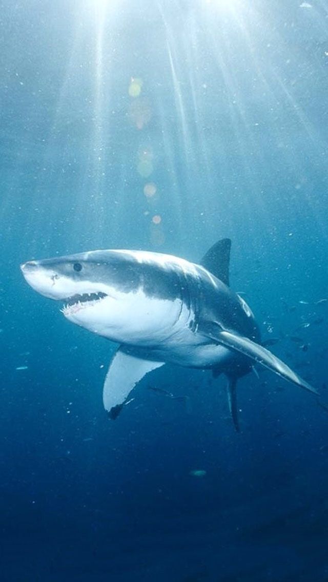 Great White Shark iPhone Wallpaper