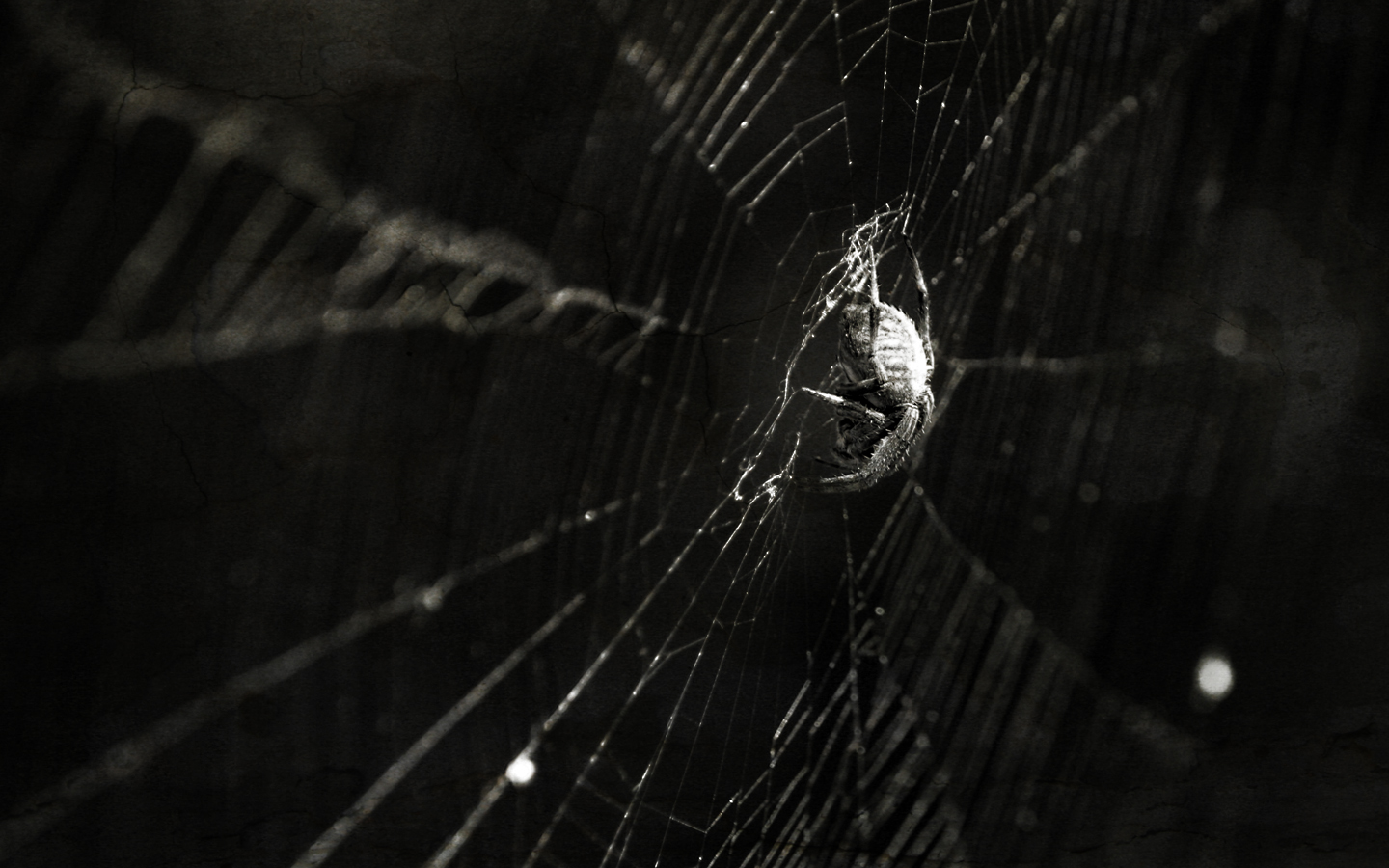 Spider Puter Wallpaper Desktop Background