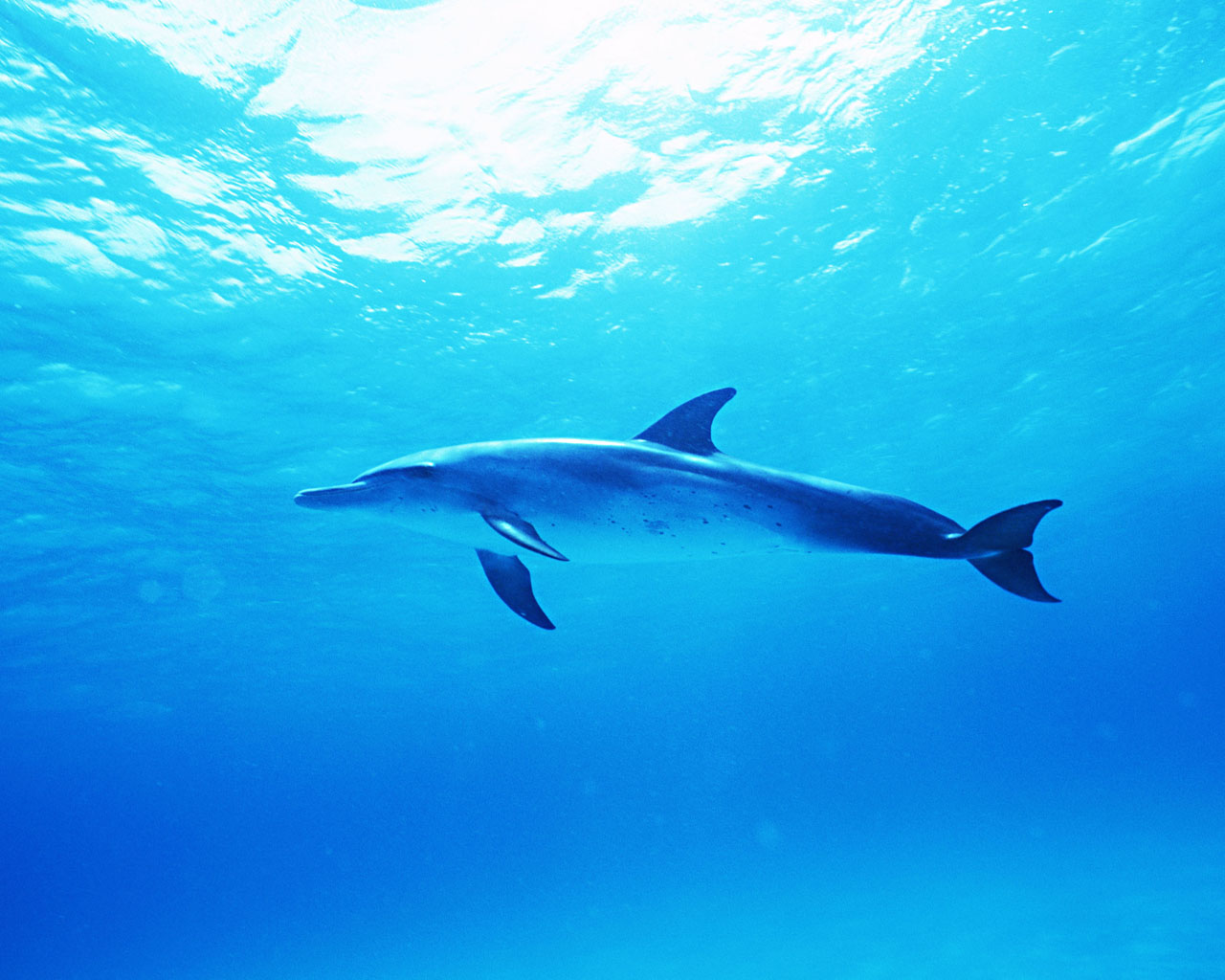 Wallpaper Collection Beautiful Dolphins