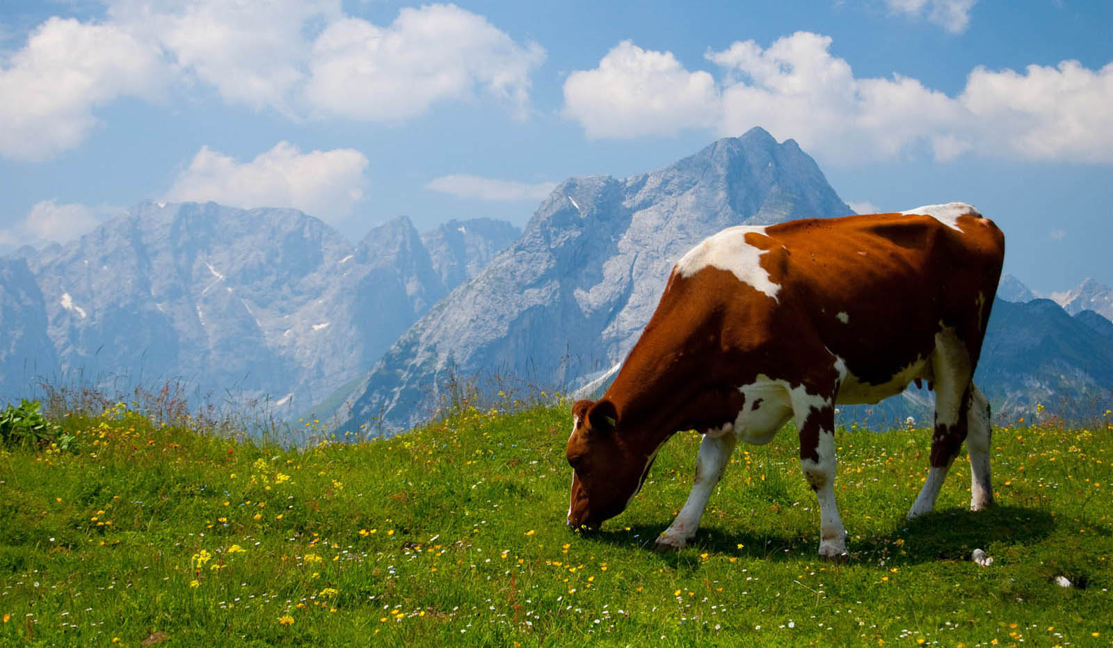 Cow Cute Wallpaper DailyBackground Daily Background In