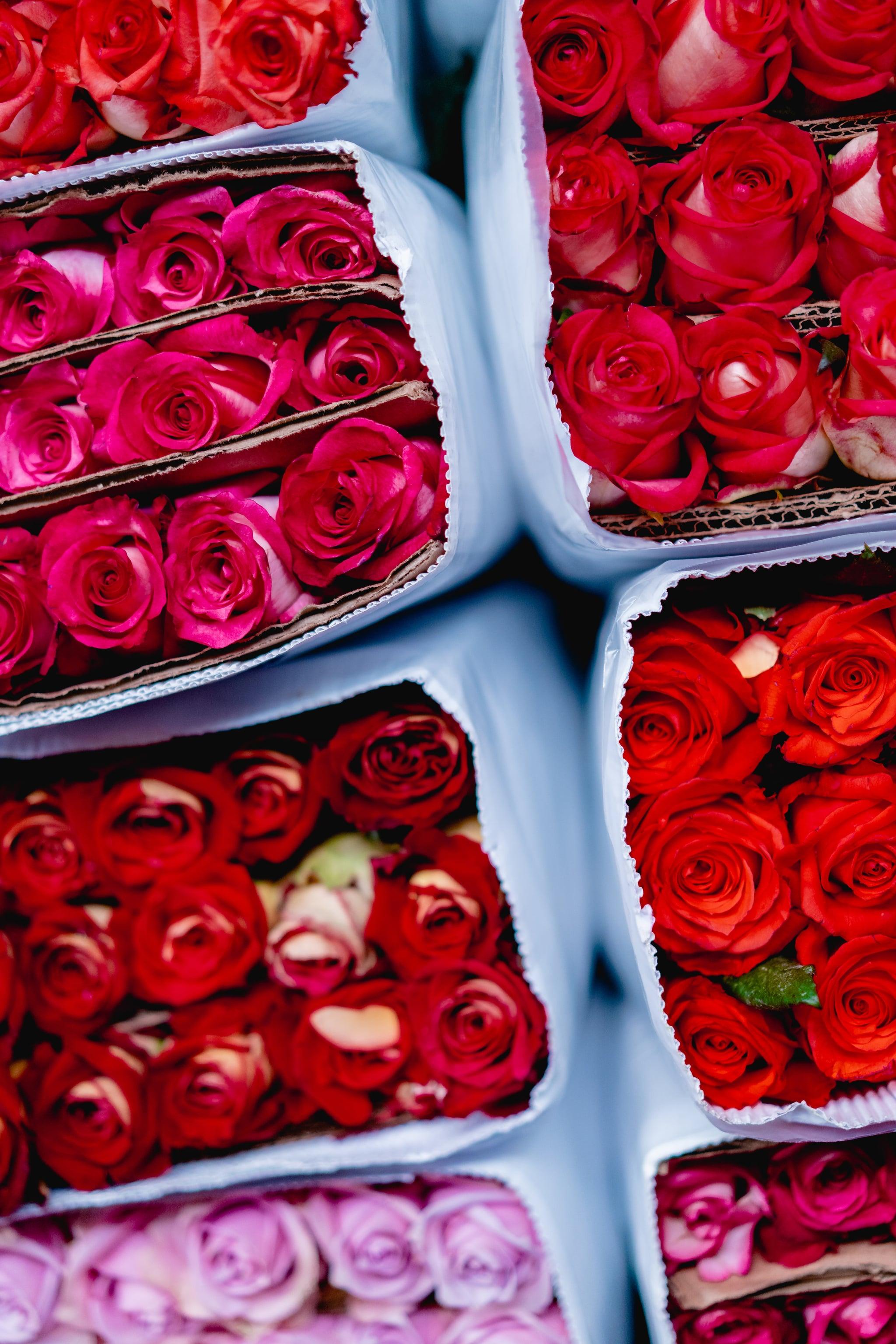 Valentine S Day Wallpaper Pink And Red Roses The Dreamiest