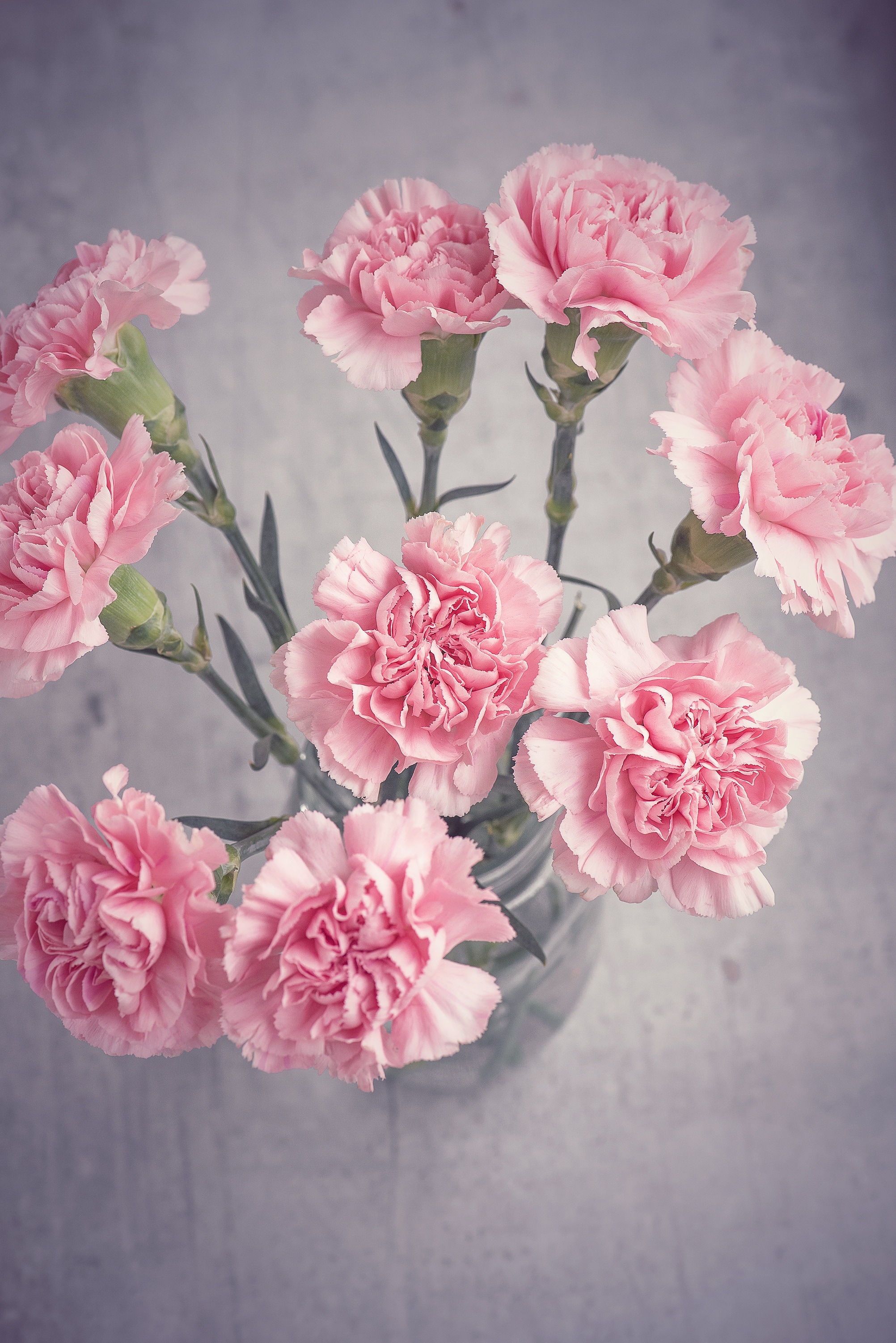 Vase Carnation Flowers Flower Image