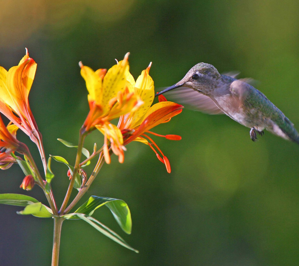 For Flower Lovers Flowers And Humming Birds Desktop Wallpaper