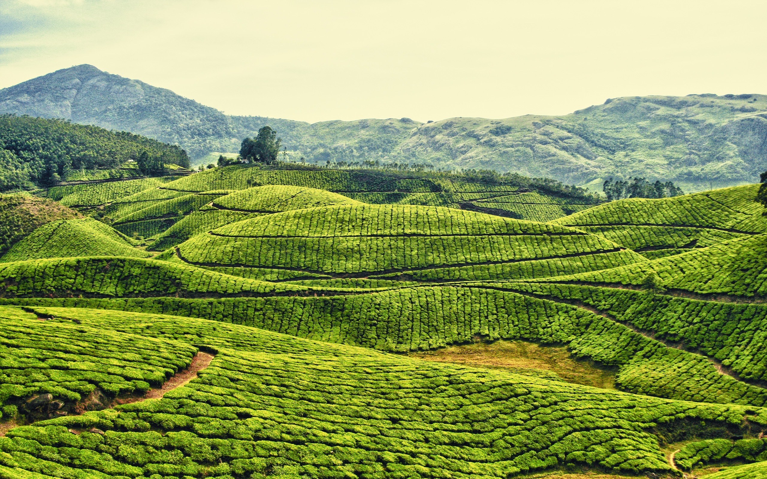 Munnar Tea Farms Wallpaper