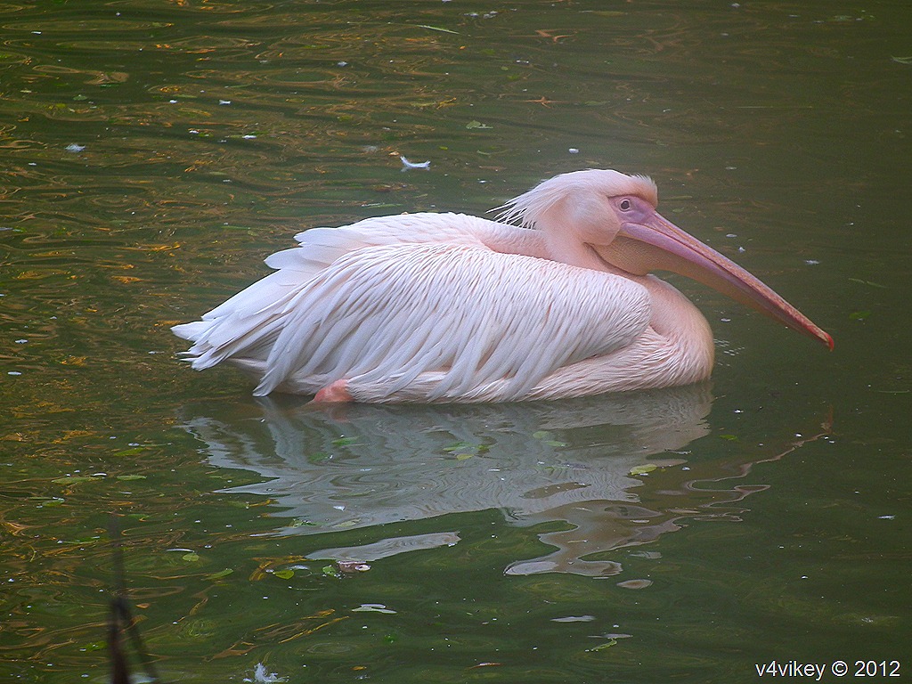 The Great White Pelican Above Also Called Eastern