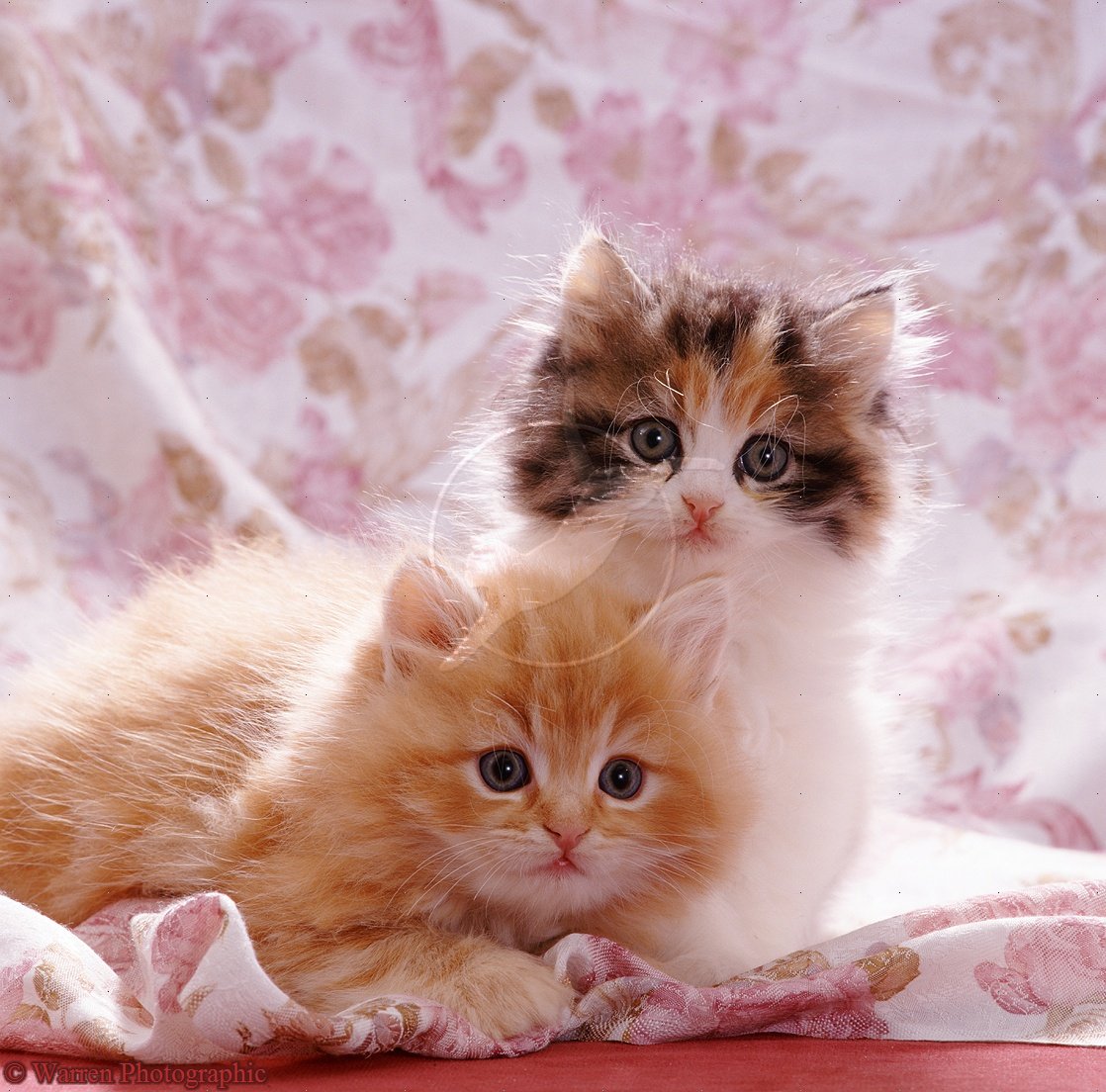 cute kittens wallpaper