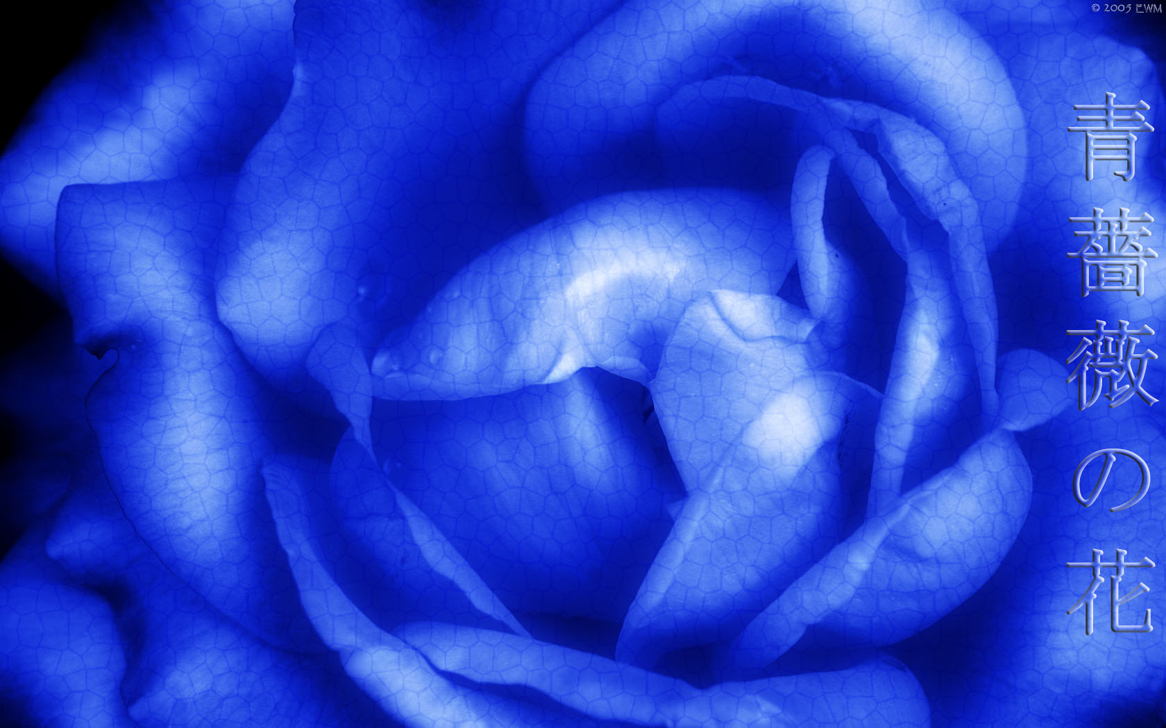Background Wallpaper Blue Rose