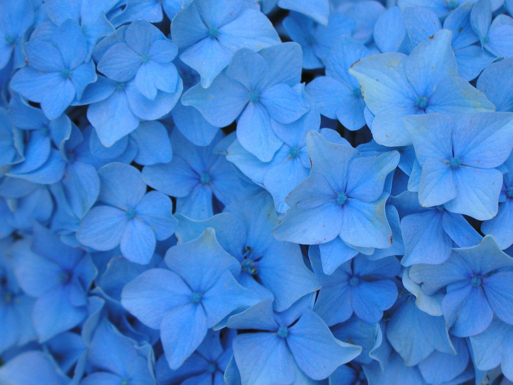 Flowers Wallpaper Blue
