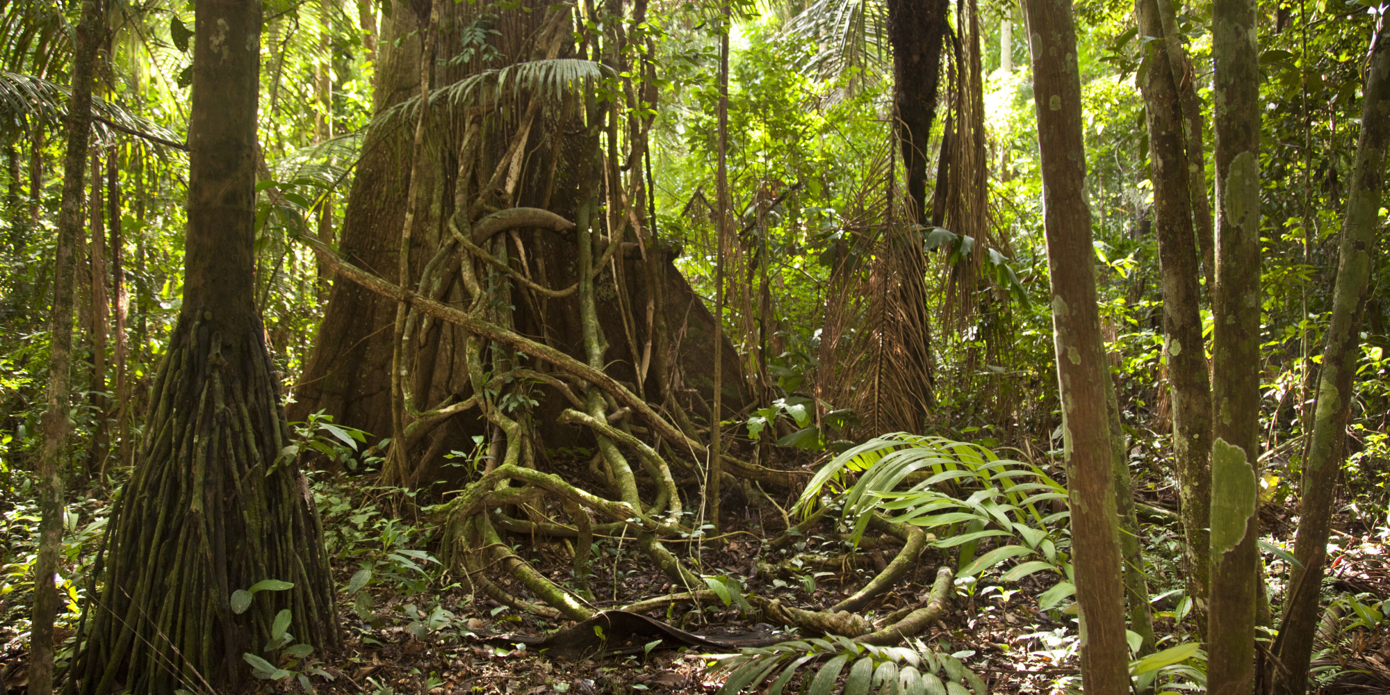 Amazon Jungle The Amazon Rainforest Green Wallpapers