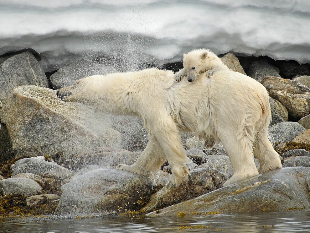 National Geographic Wallpaper Polar Bear And Cub Svalbard