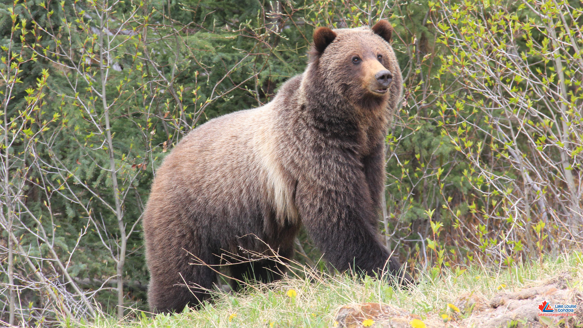 Wildlife Scenery Grizzly Bear Wallpaper