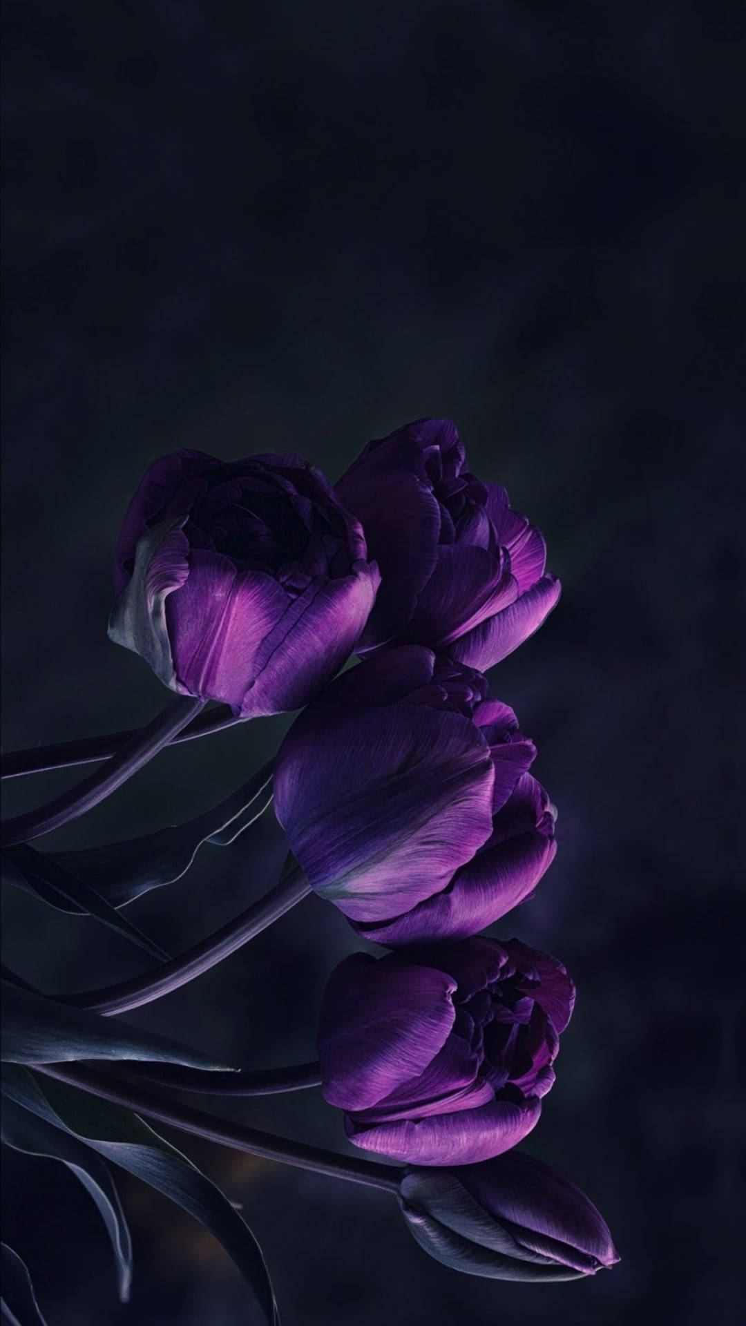 Dark Purple iPhone Wallpaper