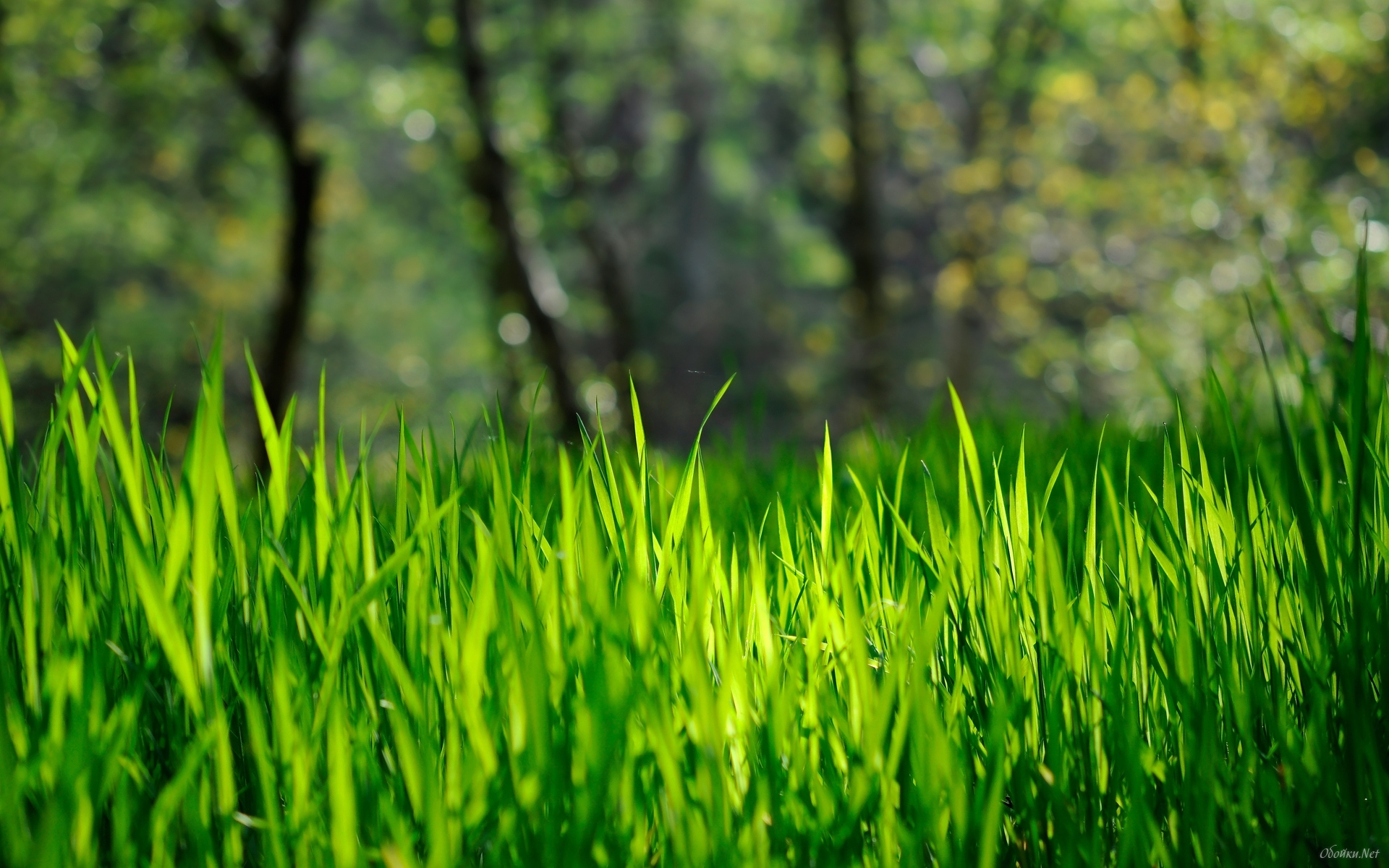 Spring Grass HD Desktop Wallpaper