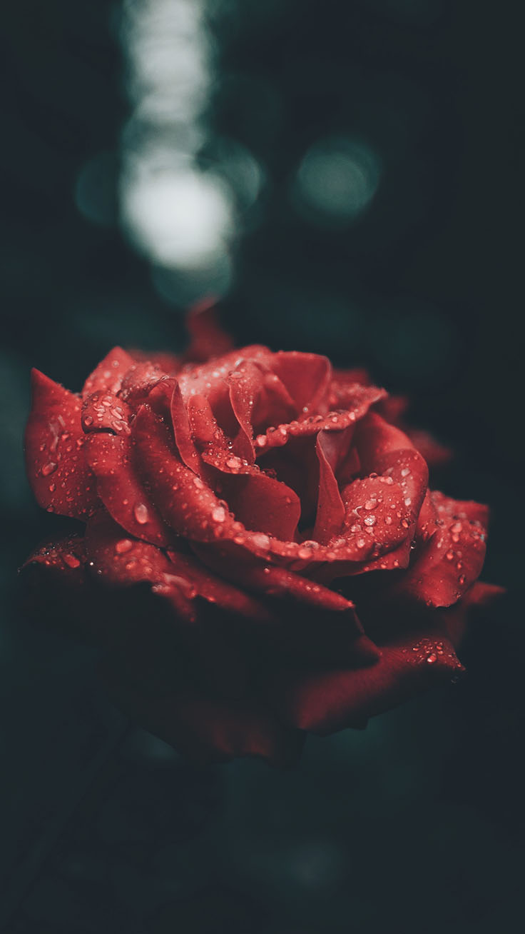 rose wallpaper for iphone