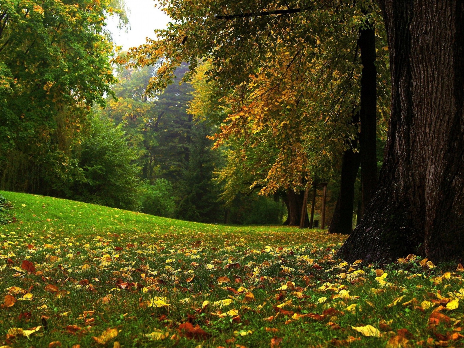 Description The Wallpaper Above Is Autumn Forest Glade