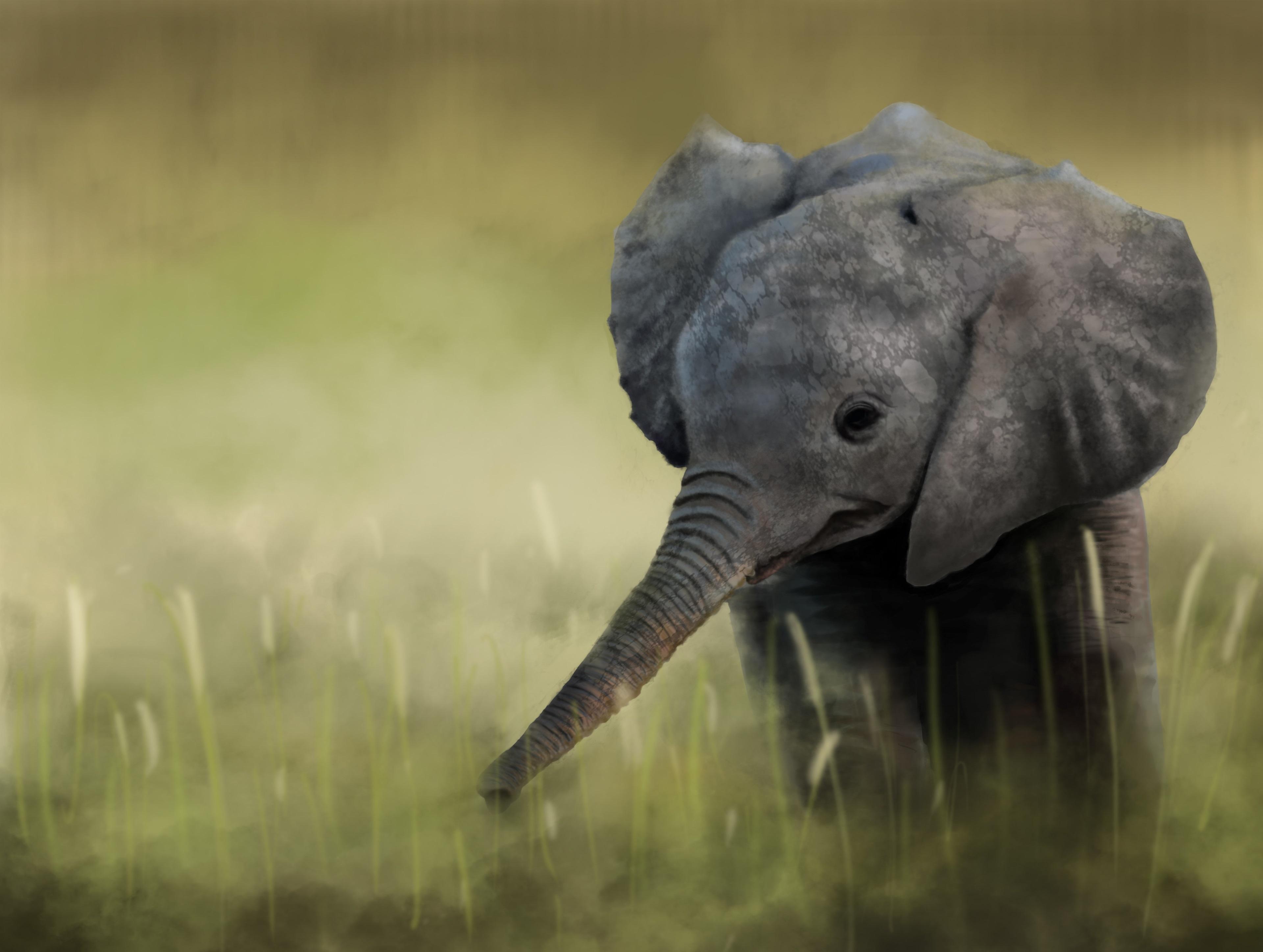 Elephant 4k Background Desktop Rare