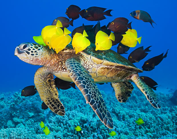 Turtles Swim With Planty Fish Wallpaper Deskto