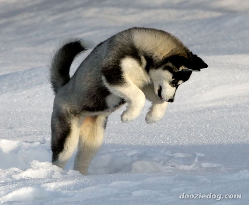 Siberian husky puppies wallpaper Nat Geo Adventure