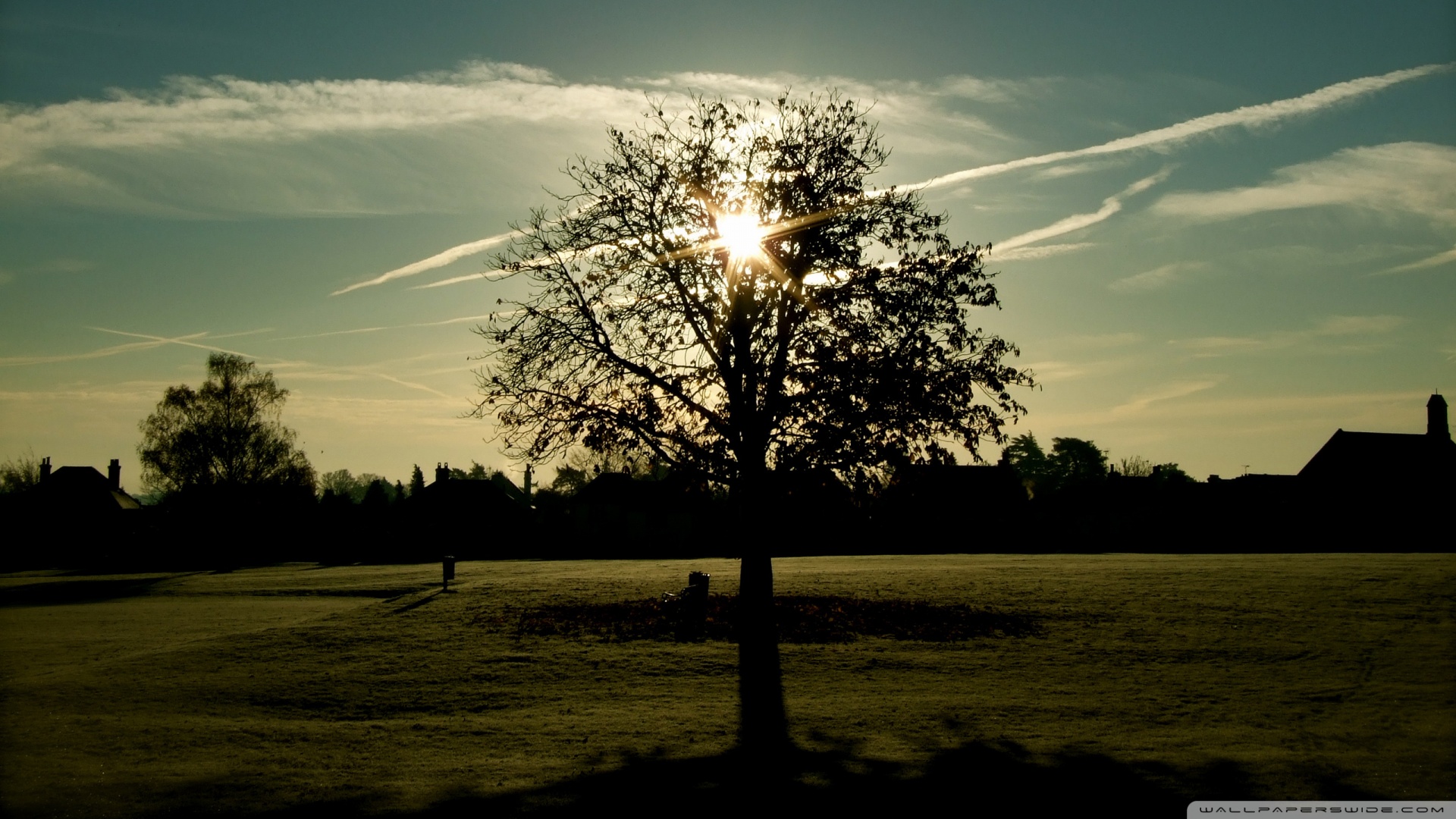 Tree Silhouette Photography Wallpaper 1920x1080 Tree Silhouette
