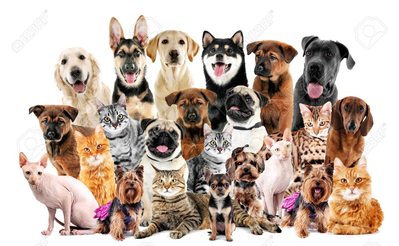 Group Of Cute Pets On White Background Stock Photo Picture And