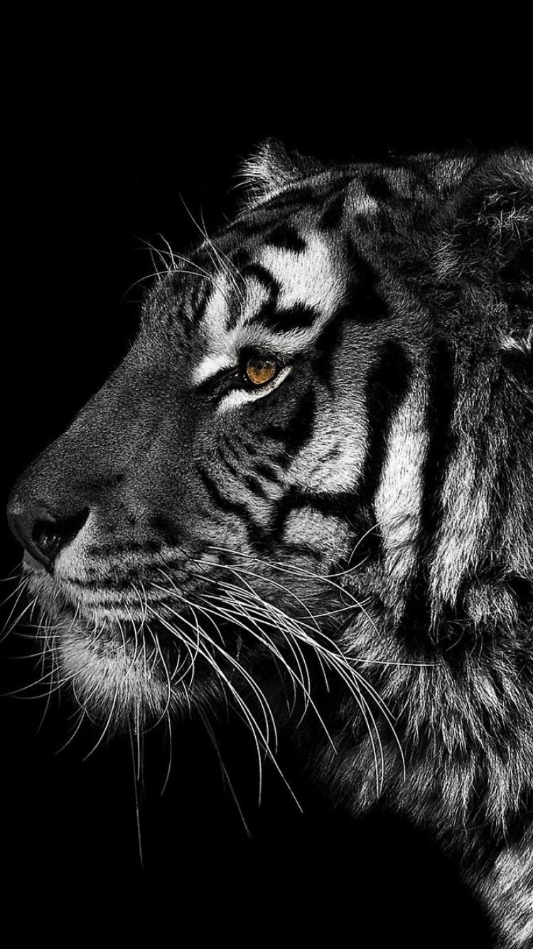 Black And White Animals Tigers Wallpaper