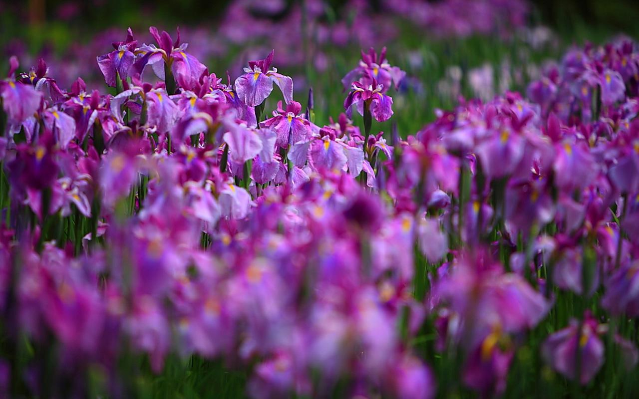 Iris Flower Wallpaper