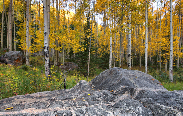 Aspen Colorado Usa Forest Leaves Autumn Stone Wallpaper