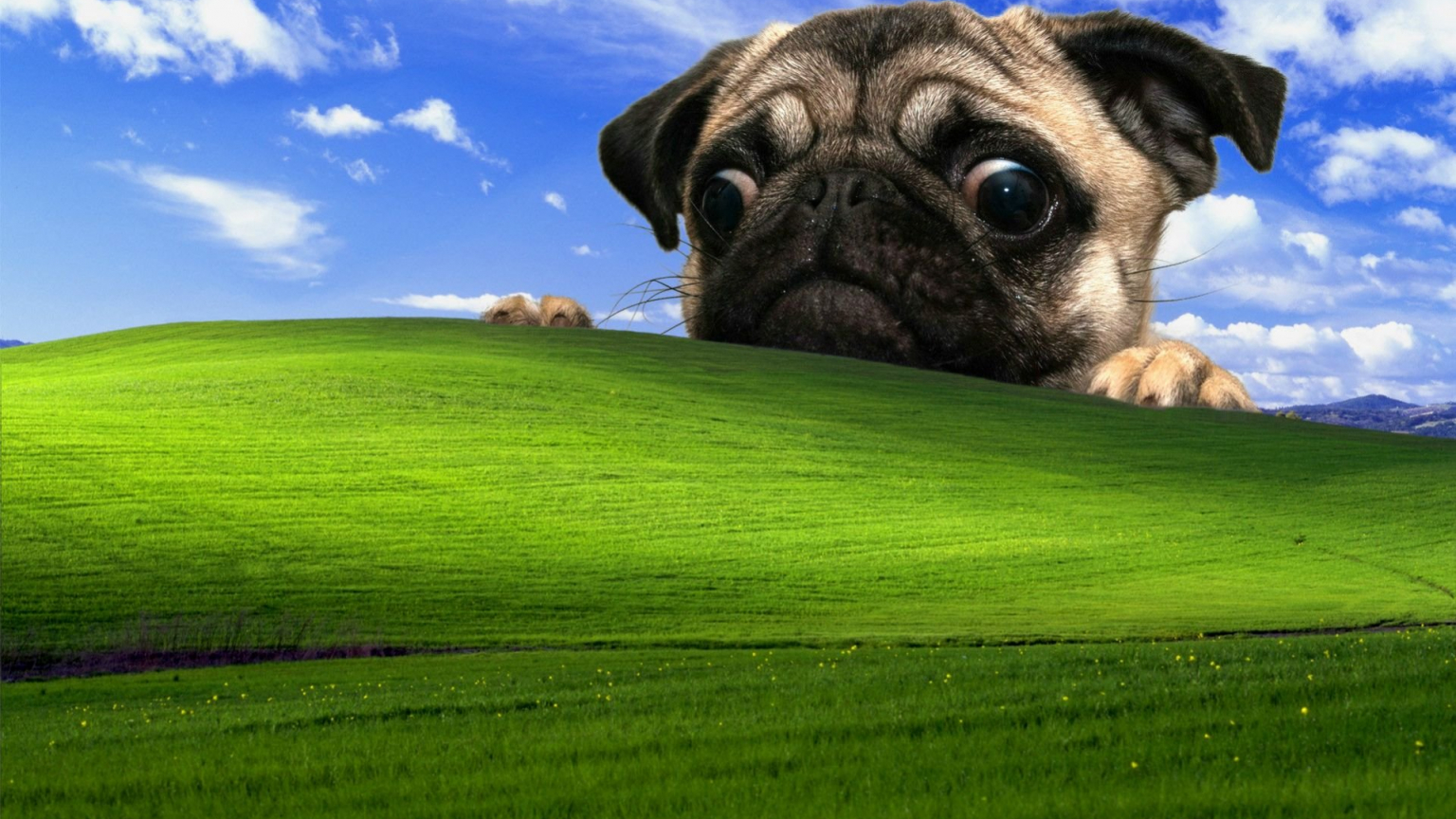 Pics Photos Funny Pug Wallpaper For Your
