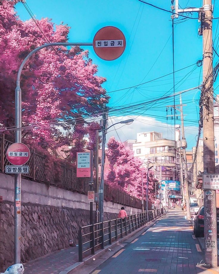 Aesthetic Pinks Around Seoul South Korea Taken During The Spring