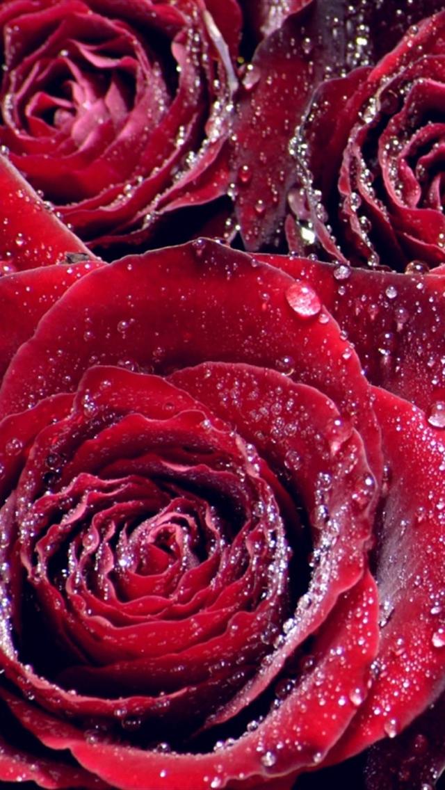 iPhone Wallpaper HD Sweet Red Roses