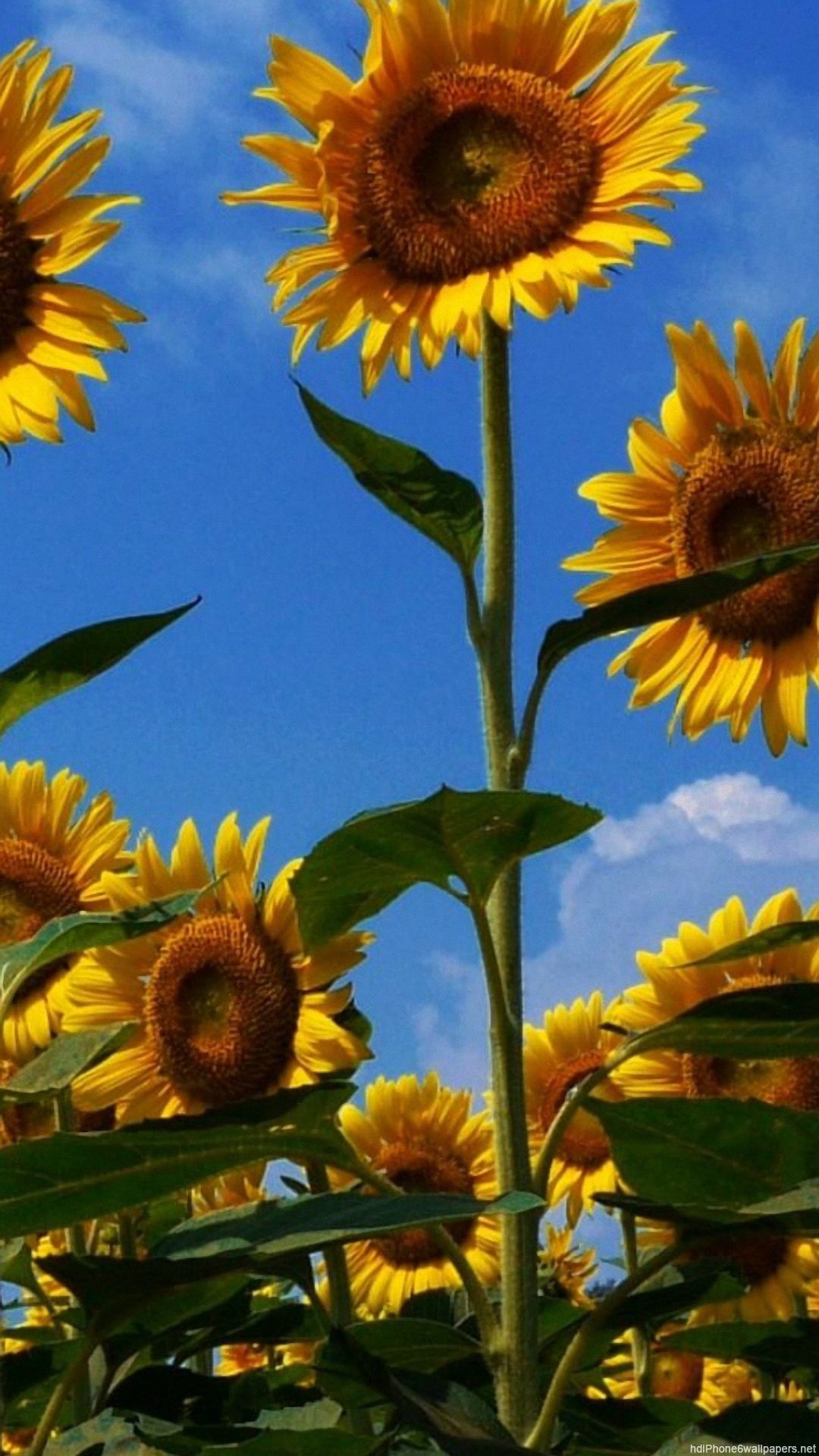 iphone sunflower wallpaper