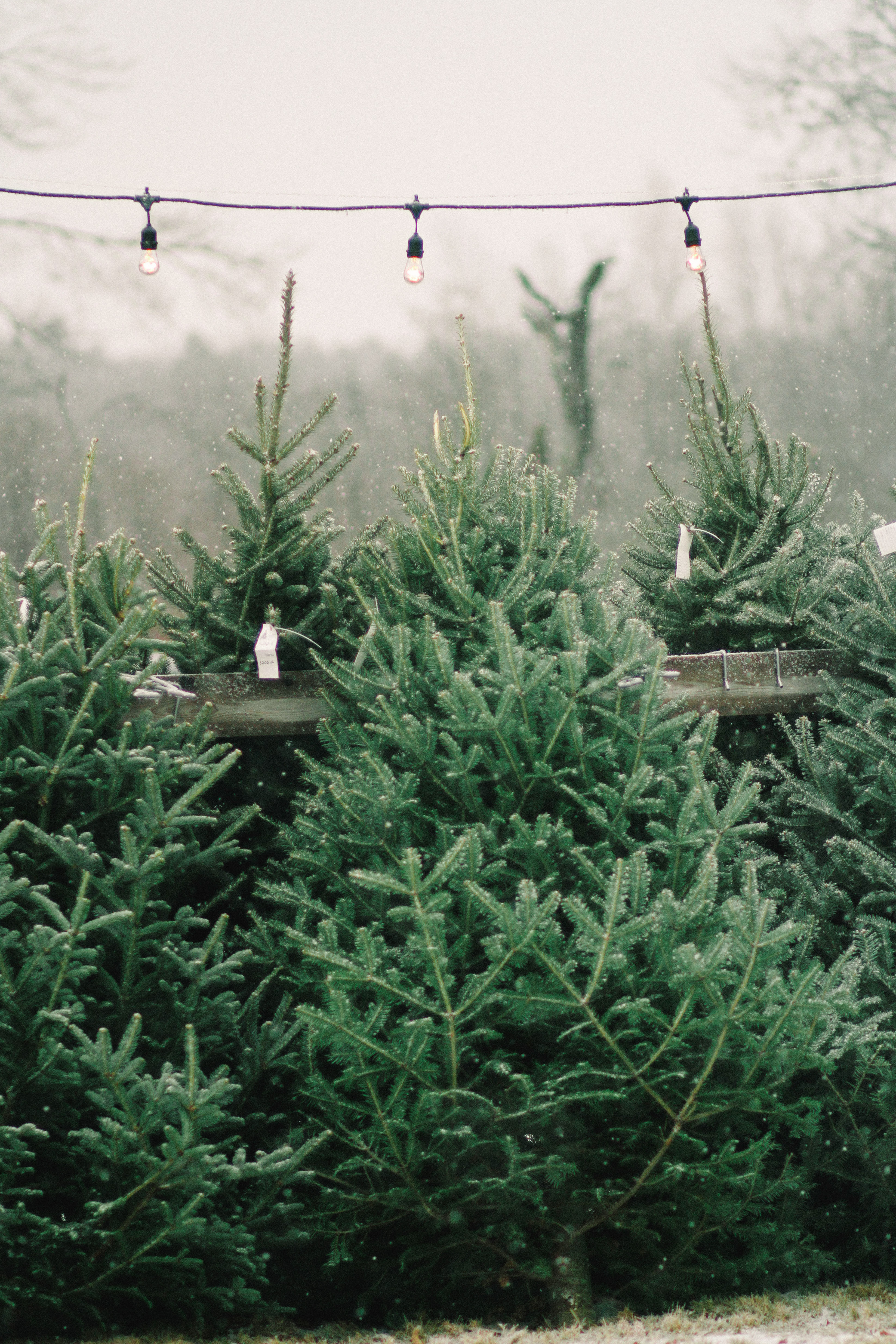 Shopper S Diary A Christmas Tree Farm In Maine Gardenista
