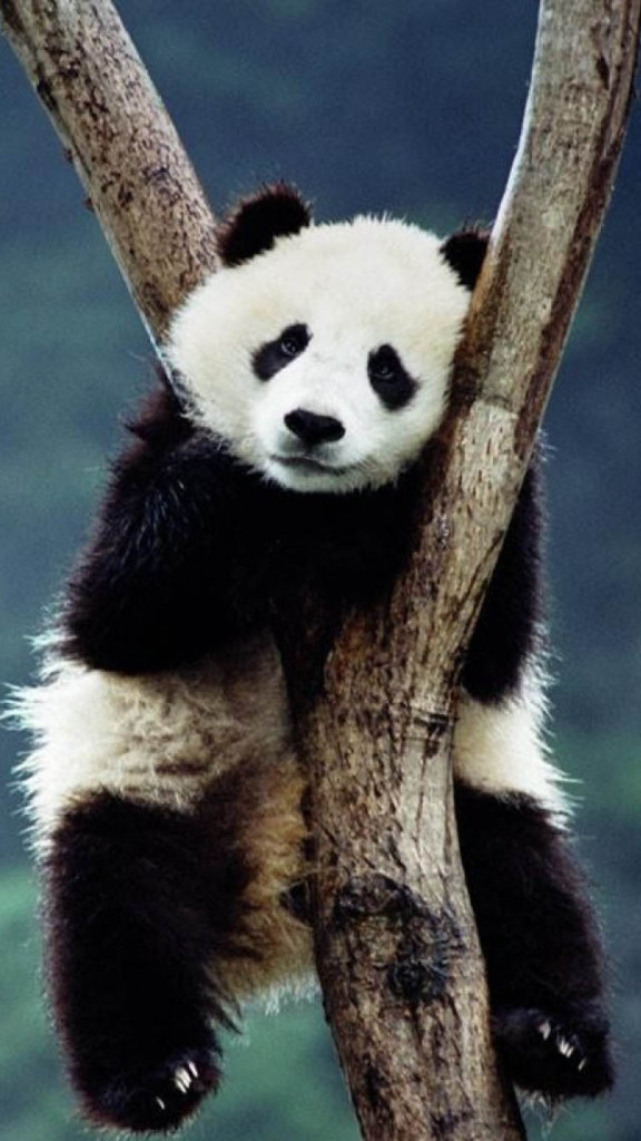 Panda On The Tree Wallpaper iPhone