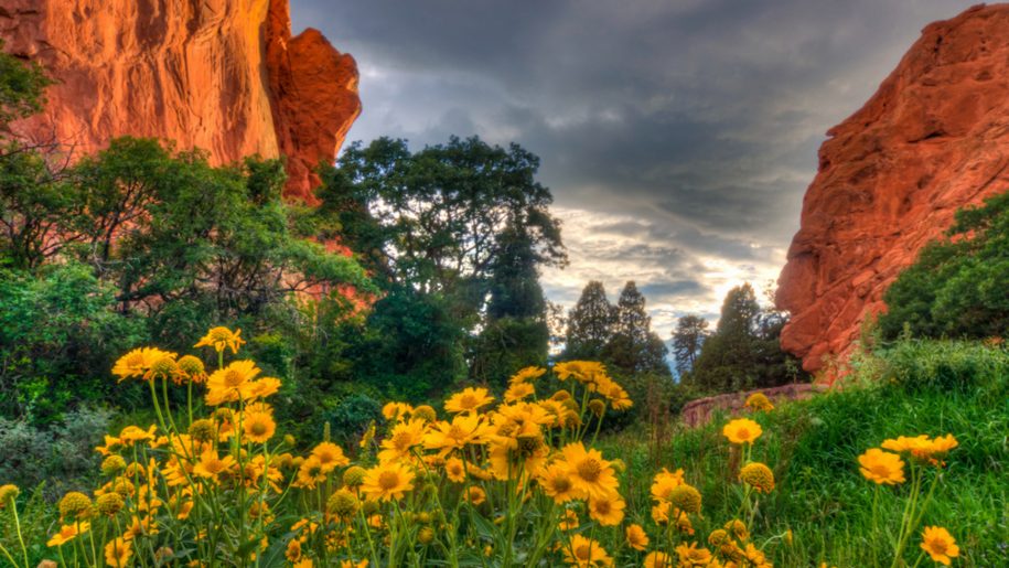 Spring Flowers In The Garden Of Gods Colorado