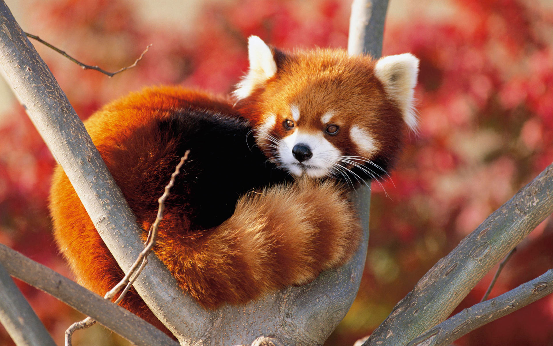 Red Panda Fluffy Animal Cute Wallpaper Animals Background