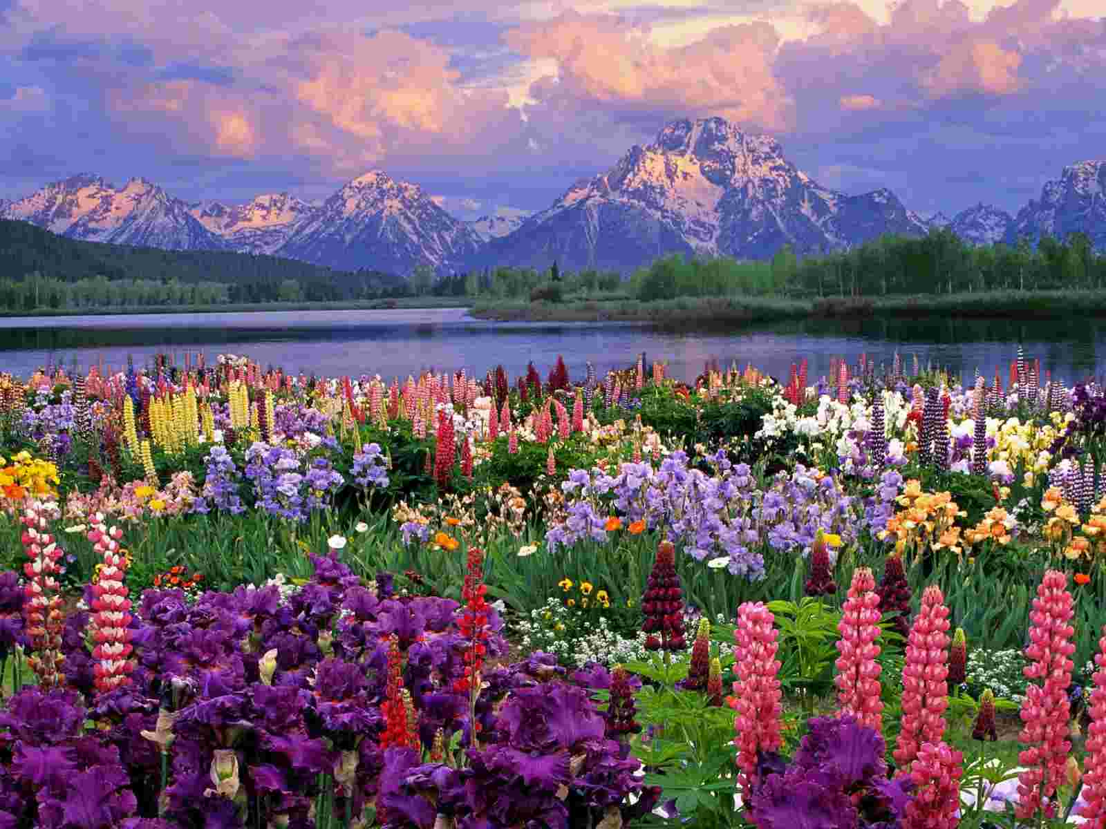 Grand Teton And Wildflowers Wyoming Wallpaper Flowers Nature