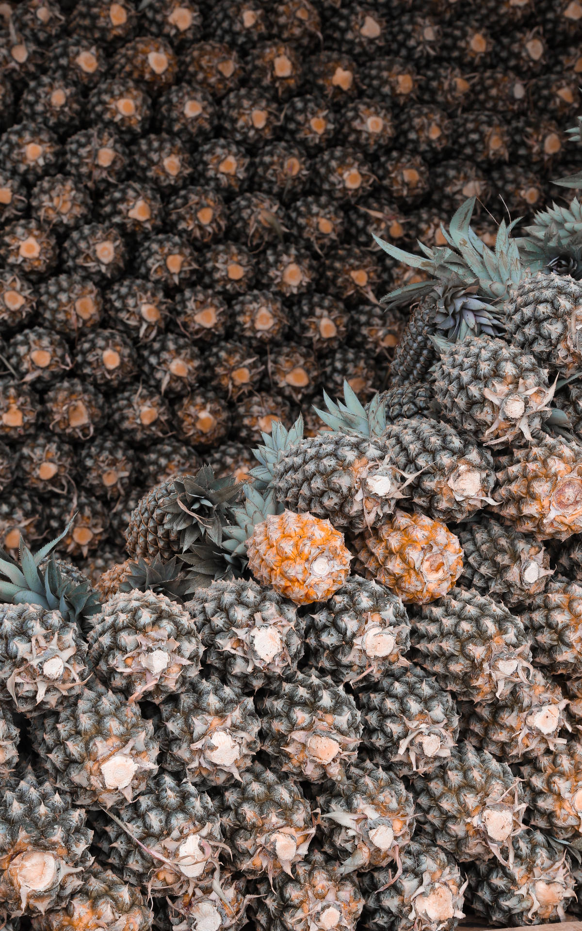 Pineapple Wallpaper