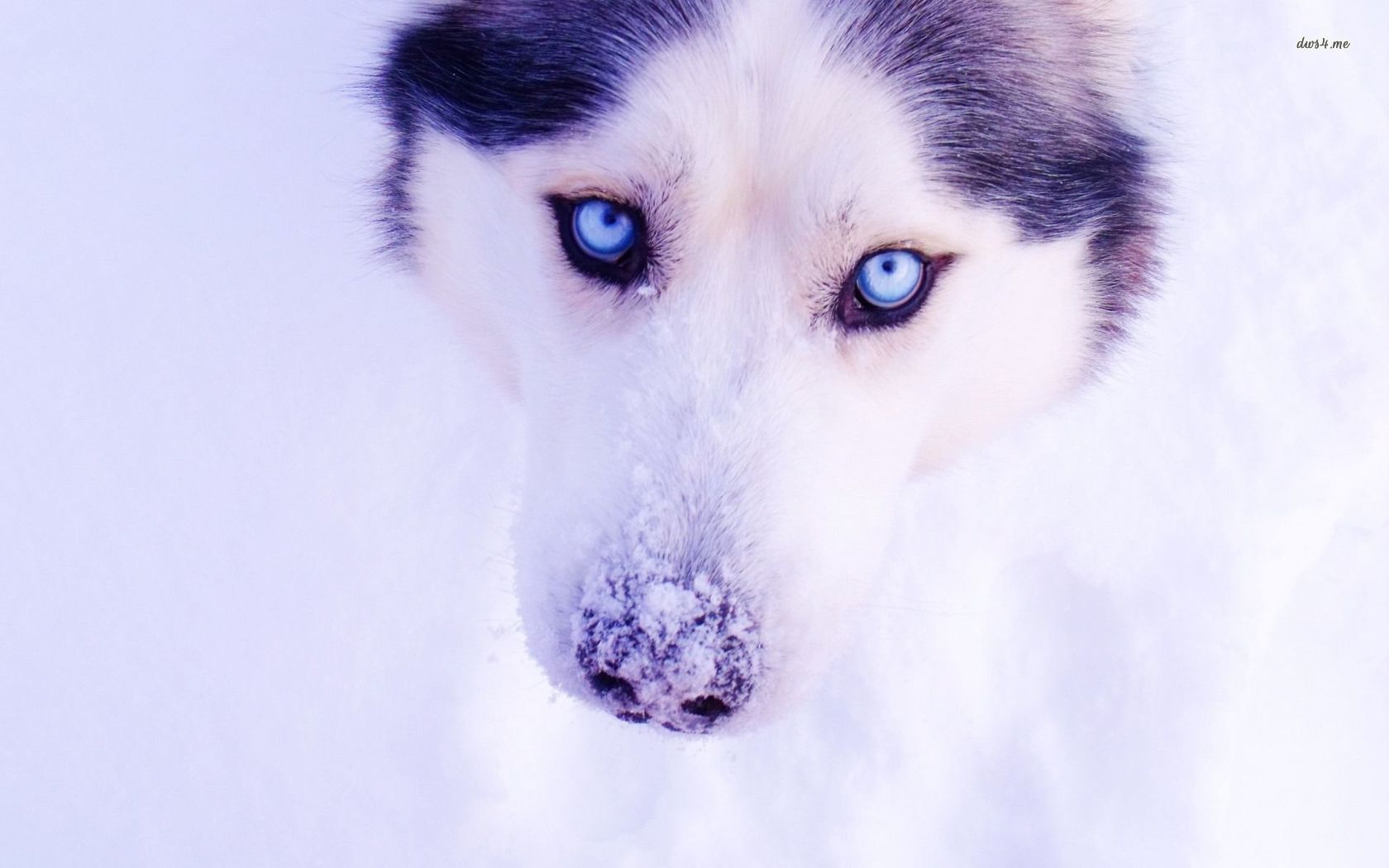 Husky In The Snow Wallpaper Animal
