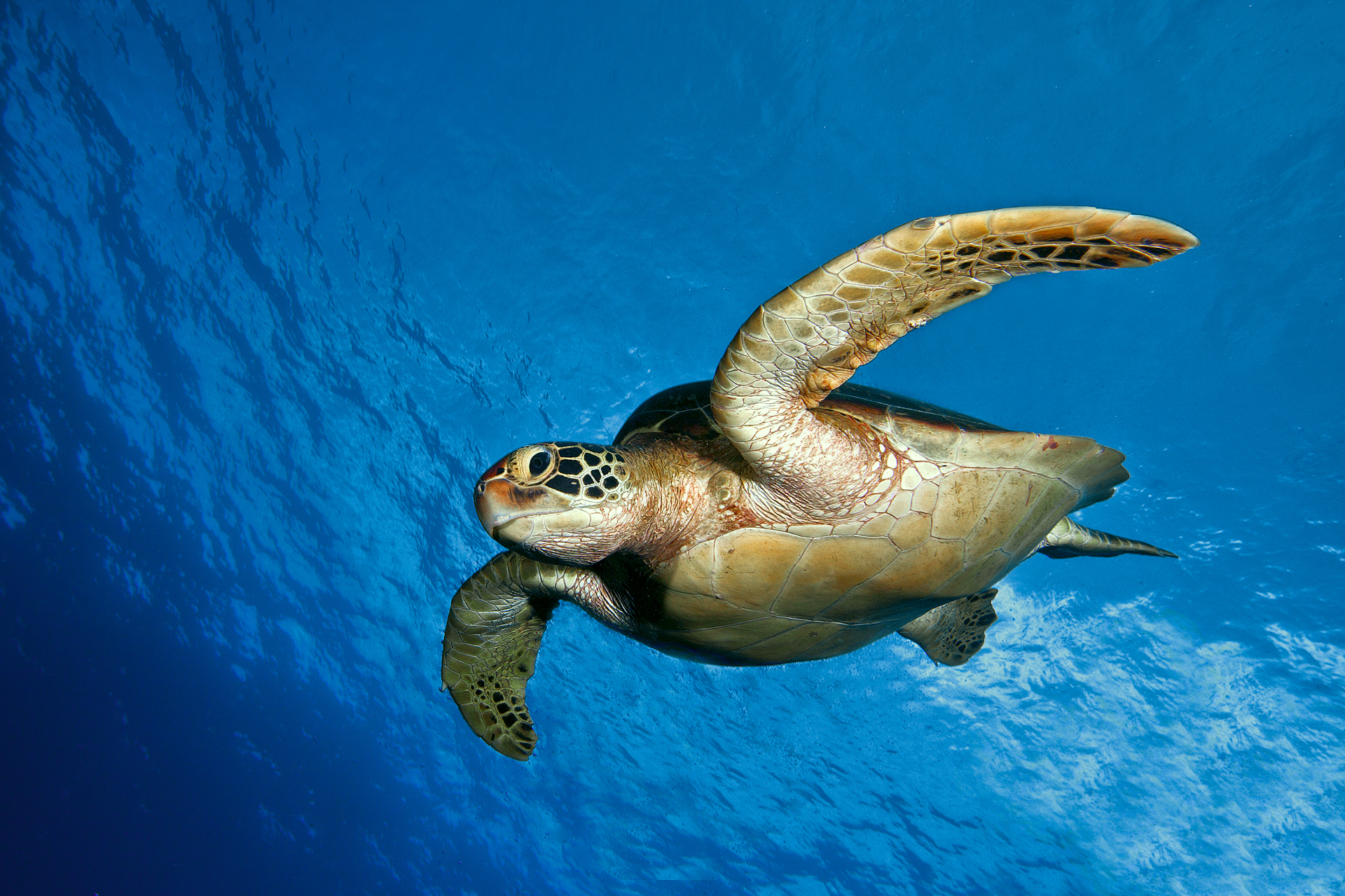 Turtle Wallpaper Water Ocean Sea Underwater HD Desktop