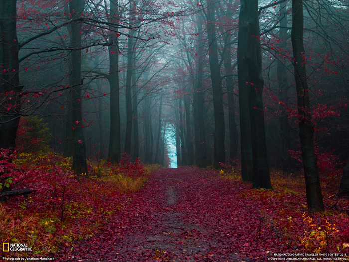 Autumn Woods Germany This Is Available X