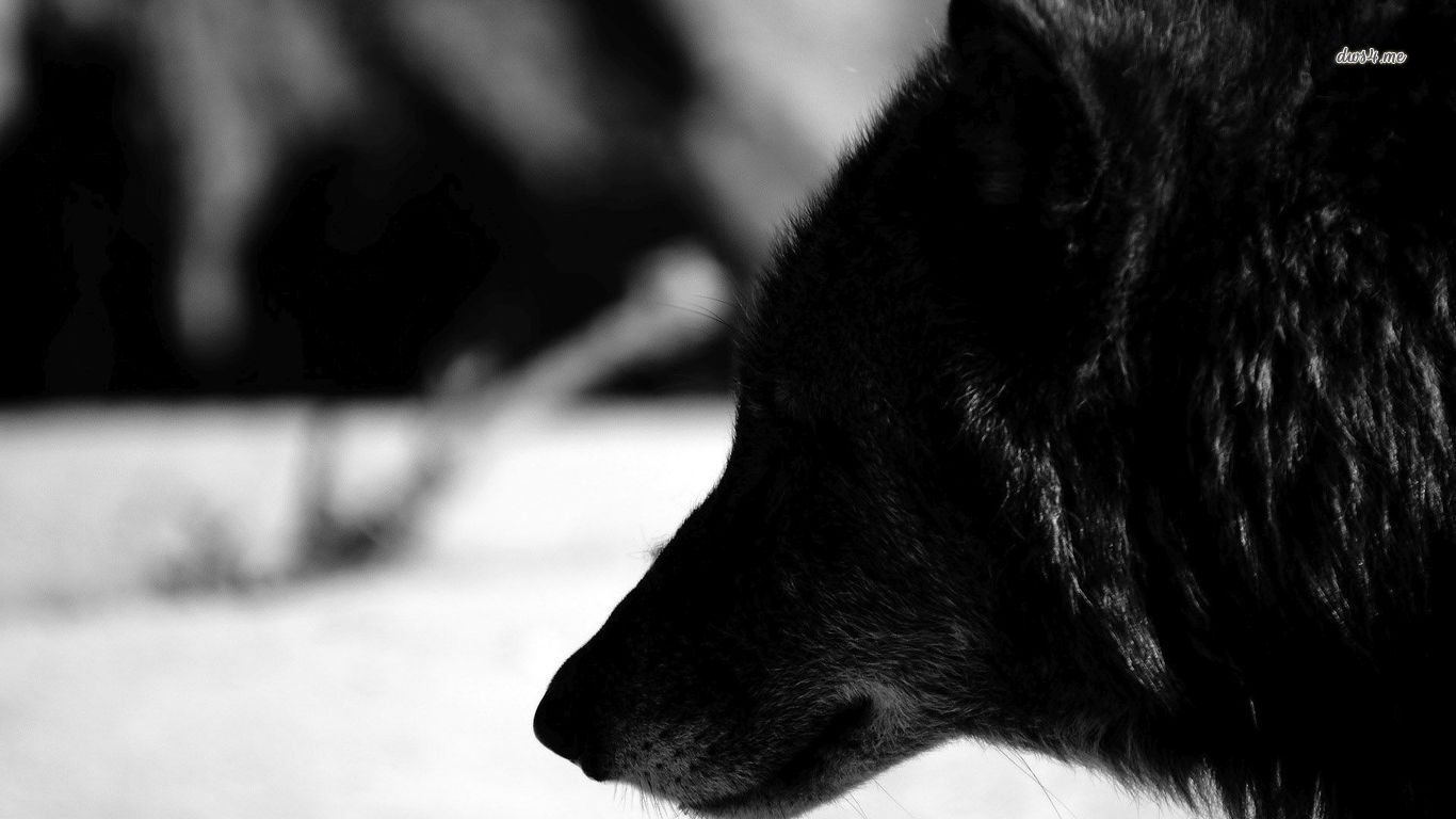 Wolf In Black And White Wallpaper Animal