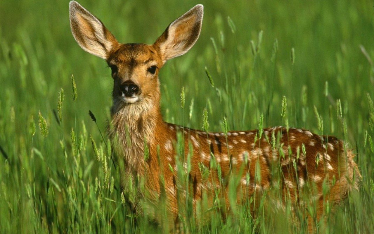 And Fauna Image A Doe Deer HD Wallpaper Background Photos