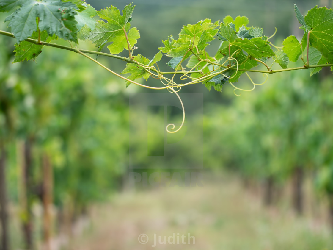 Rural Italy Agricultural Background Two Grape Vine Tendrils Meet