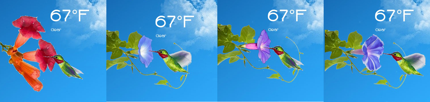 Animated Hummingbird Weather For Rainmeter By Ionstorm01